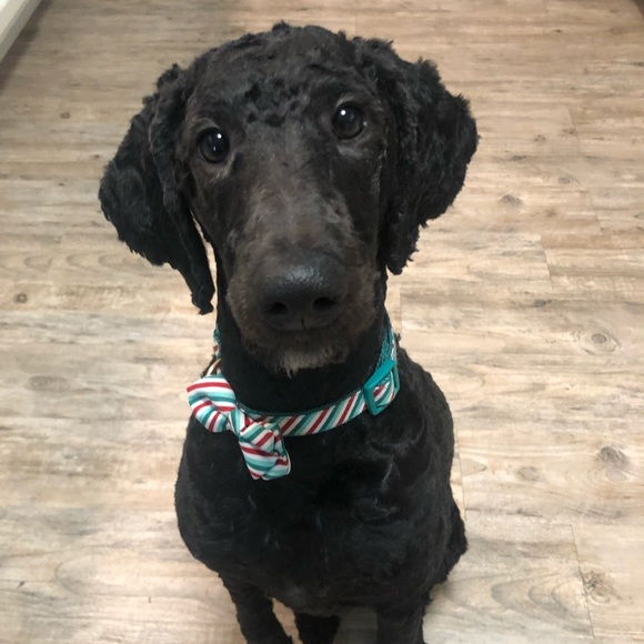 Meet your Posher, Tristen - Picture 2 of 4